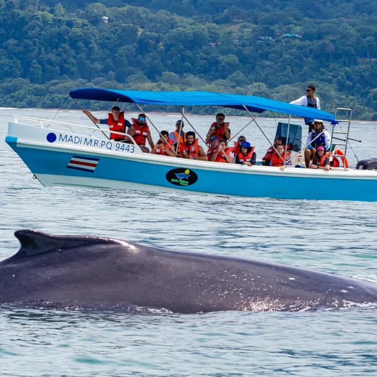 Whale and Dolphin Watching Tour Uvita