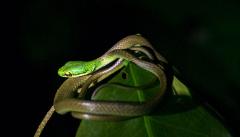 Tortuguero Night Walk Tour Costa Rica – Guided Jungle Night Hike