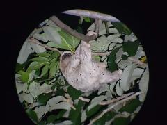 Night Jungle Walk Tour La Fortuna Costa Rica