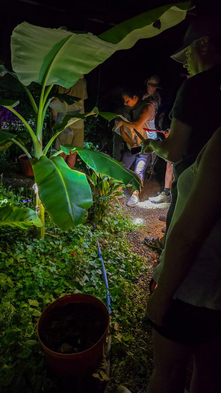Night Tour near Samara & Puerto Carrillo