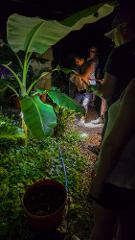 Night Tour near Samara & Puerto Carrillo