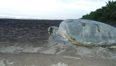 Tortuguero Turtle Tour Costa Rica – Night Nesting Experience