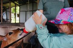 Farm and Cheese Making Tour - Monteverde