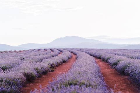 Bridestowe Lavender Farm Tour: A Lavender Wonderland from Above Tasmania Australia