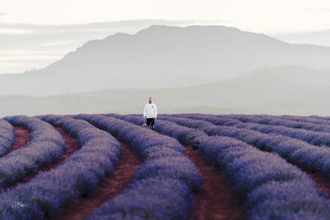 Bridestowe Lavender Farm Tour: A Lavender Wonderland from Above Tasmania Australia