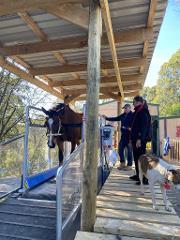 Horse Treadmill Session - Casual Session
