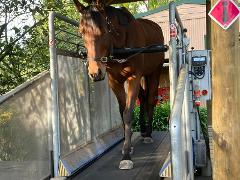 Free Horse Treadmill Session - Open Day - Try Before You Buy 