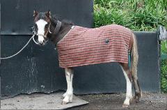 Weanling Training with Avoca Park