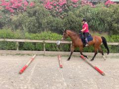 Classical Dressage Riding Holiday - GOLD PACKAGE - Beginner to Experienced Riders - 5 Day (4 Night) Getaway