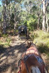 2.5 Hr Horse Drawn Wagonette tour from Sheffield to Stoodley Forest Arboretum/return