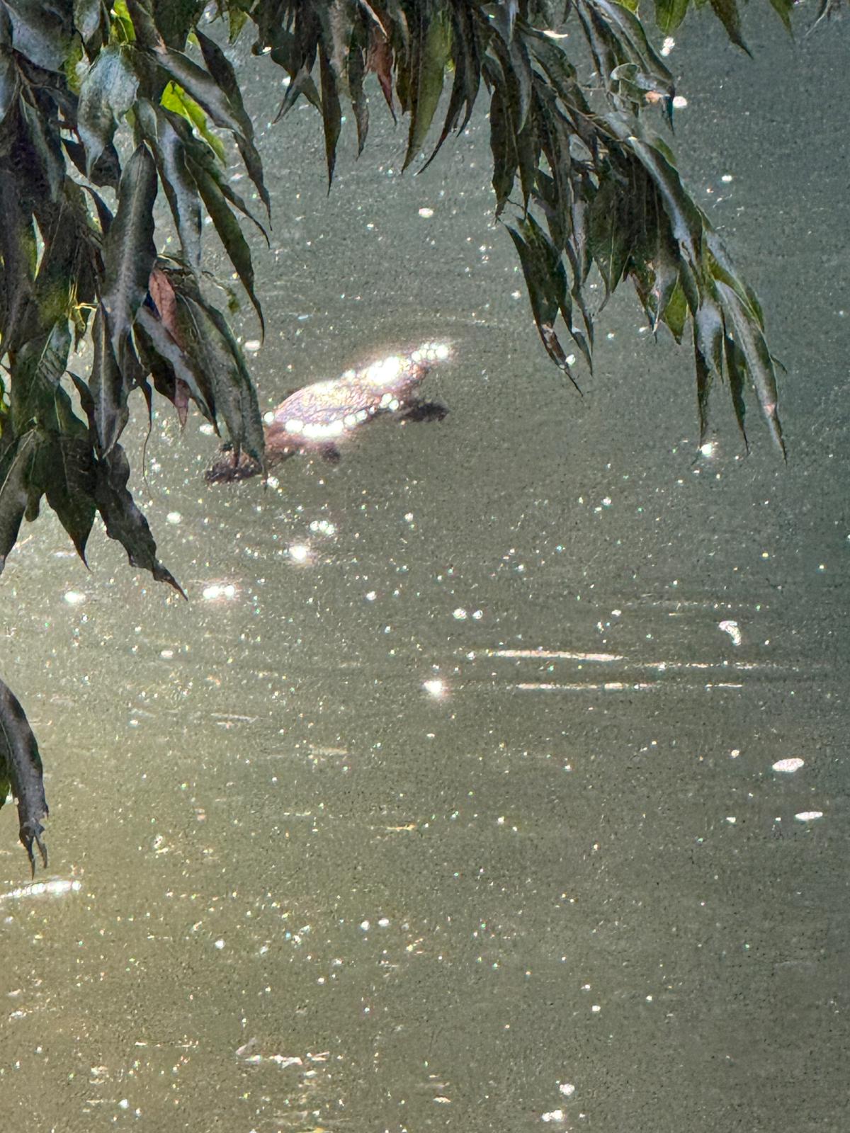 Eungella Wild Platypus Encounter