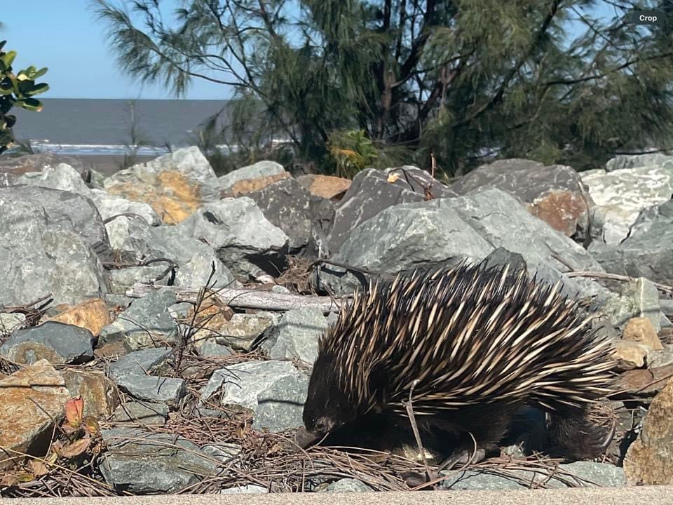 The Airlie Hopper Sightseeing Bus (Cruise ship friendly)