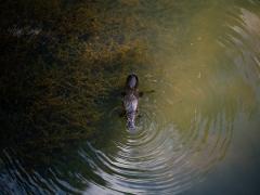 Eungella Wild Platypus Encounter