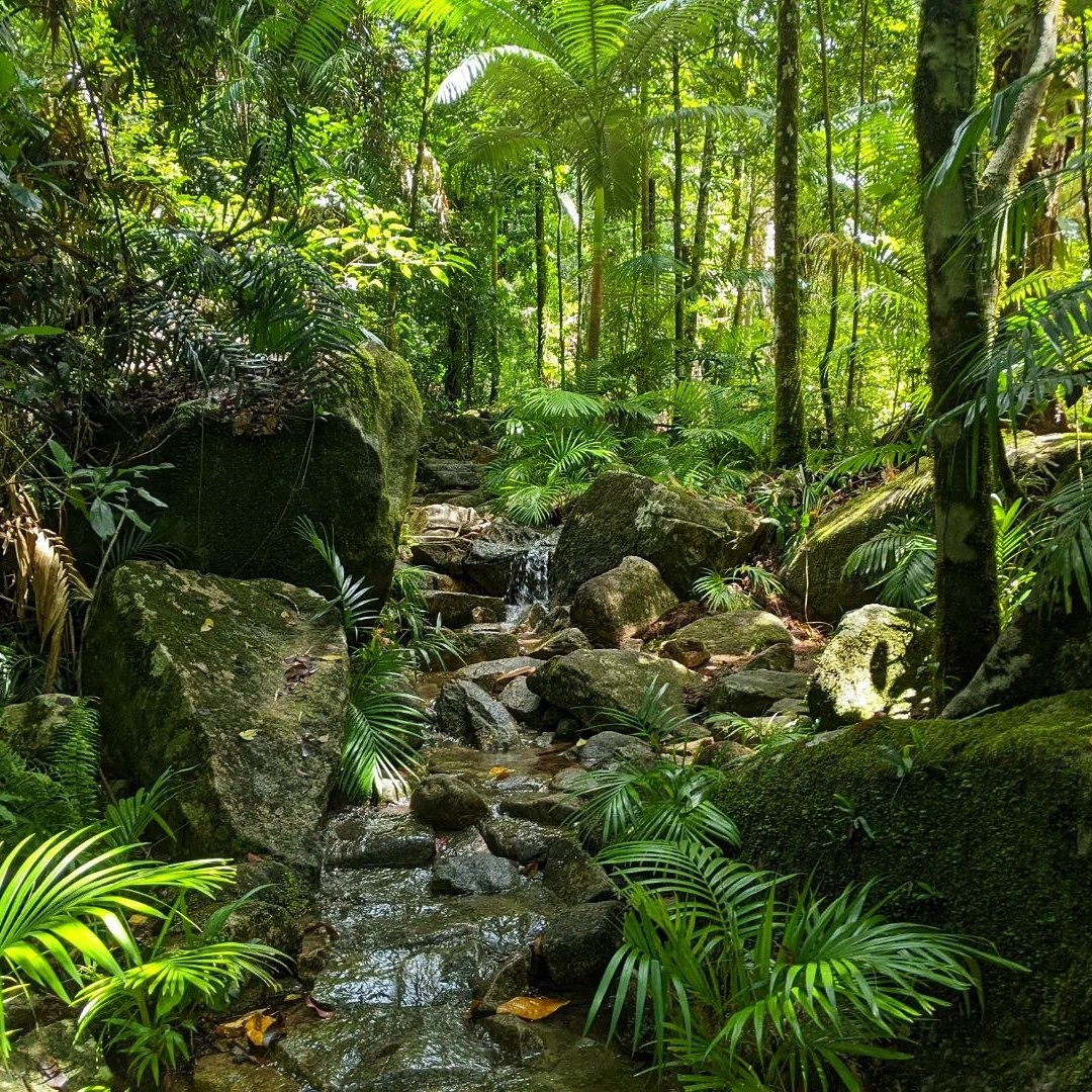 Eungella Wild Platypus Encounter