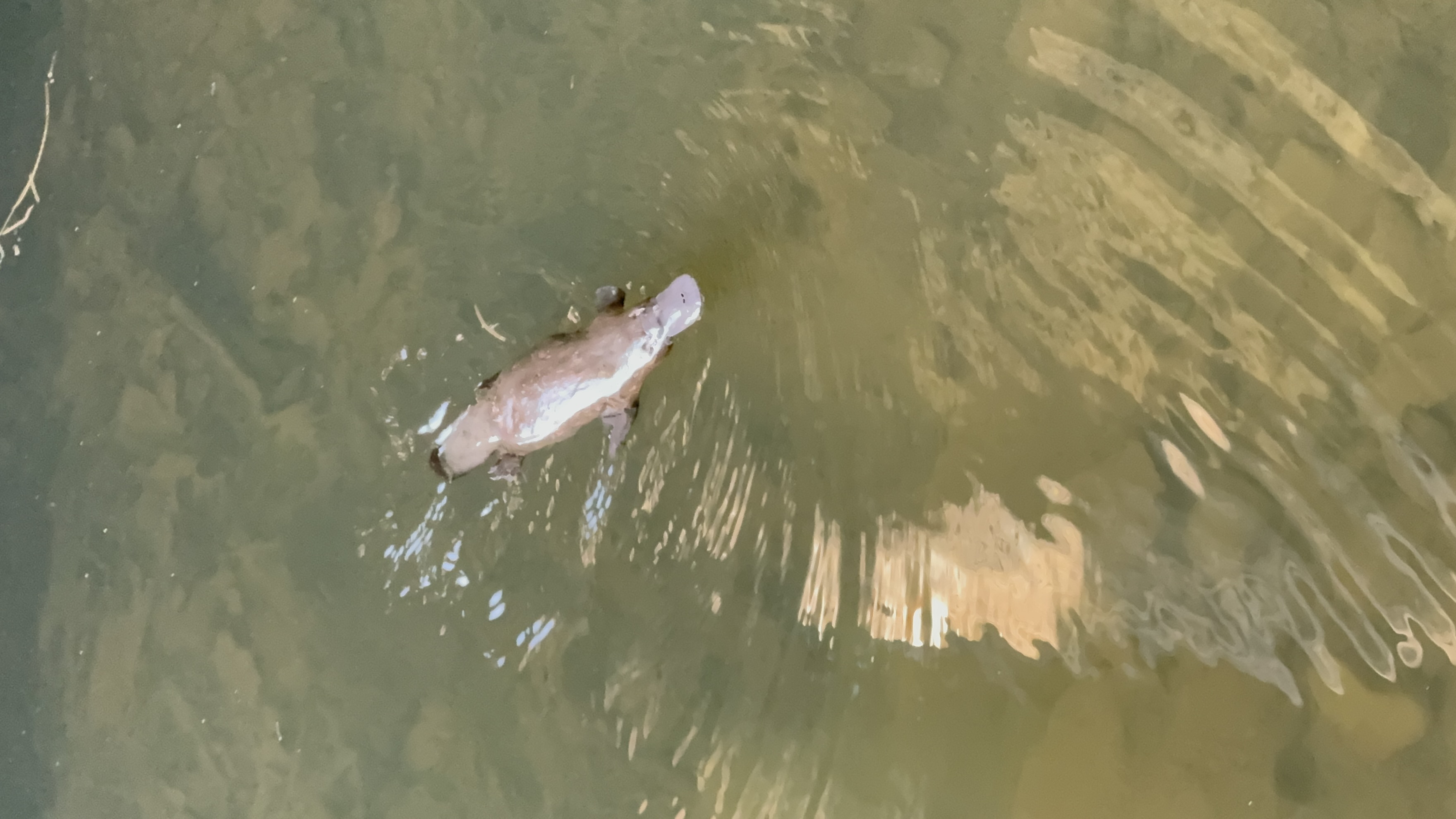 Eungella Wild Platypus Encounter