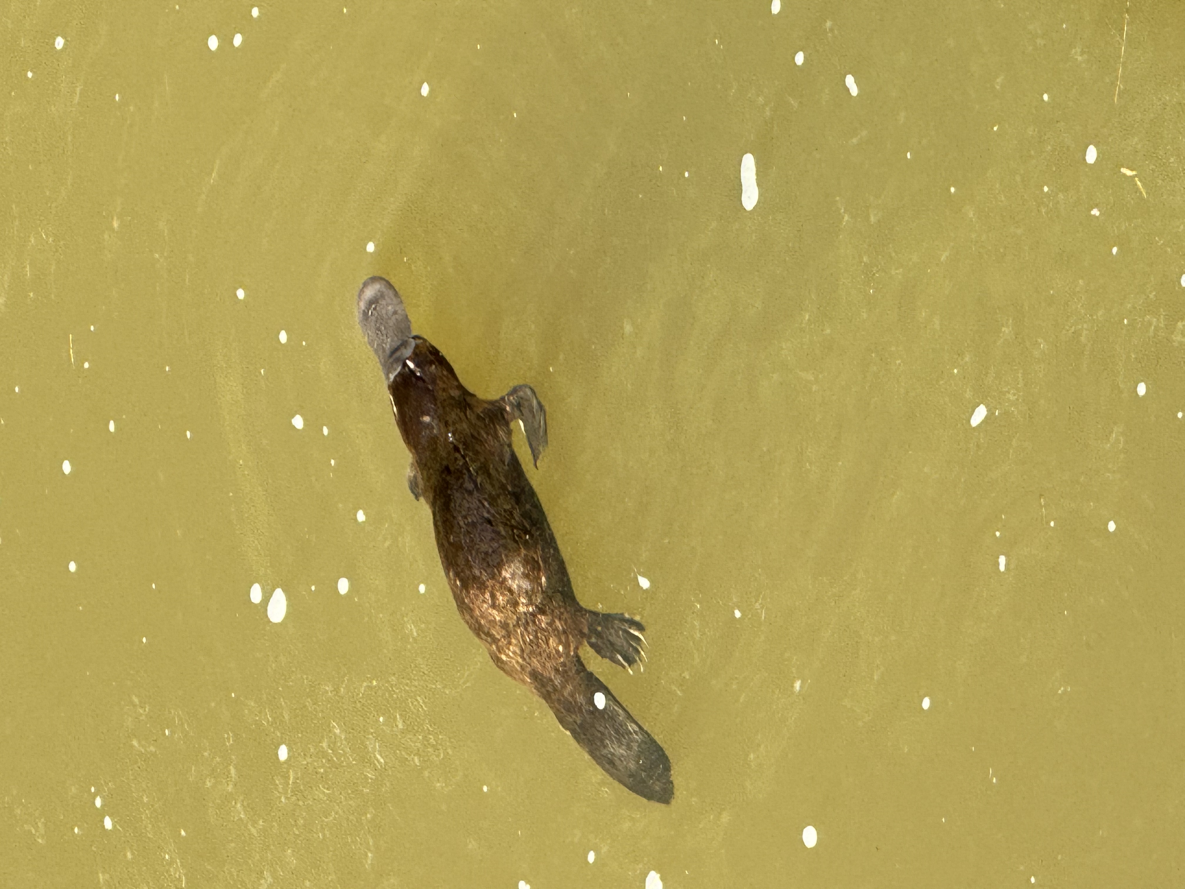 Eungella Wild Platypus Encounter