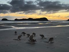 Eco Wildlife Two-Day Tour – Platypus & Kangaroos