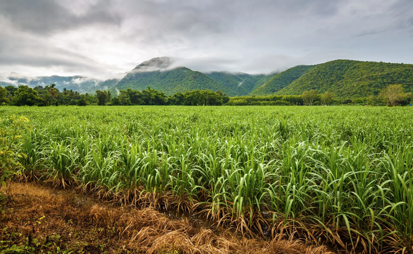 Beautiful Bowen Tour (min 2 people)