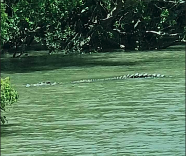 The Airlie Hopper Sightseeing Bus (Cruise ship friendly)