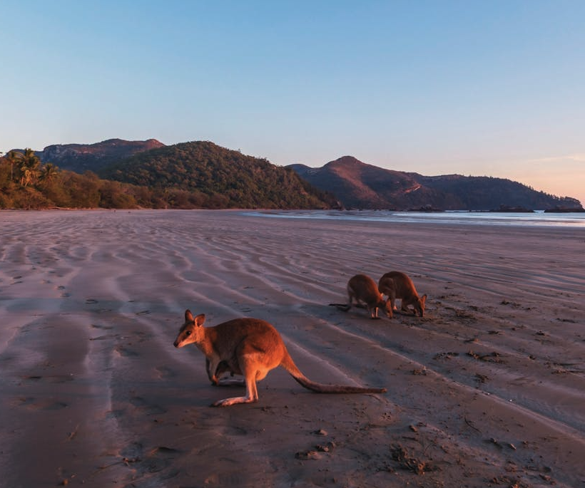Kangaroos on the Beach Tour