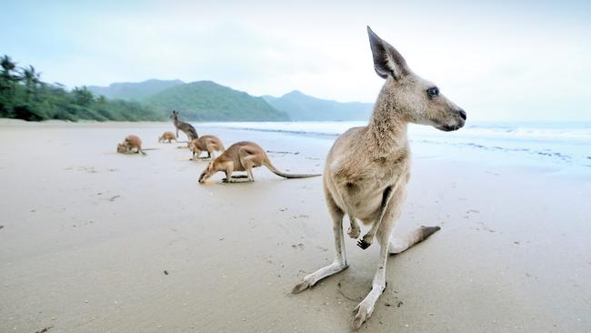 Kangaroos on the Beach.