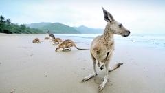 Kangaroos on the Beach.