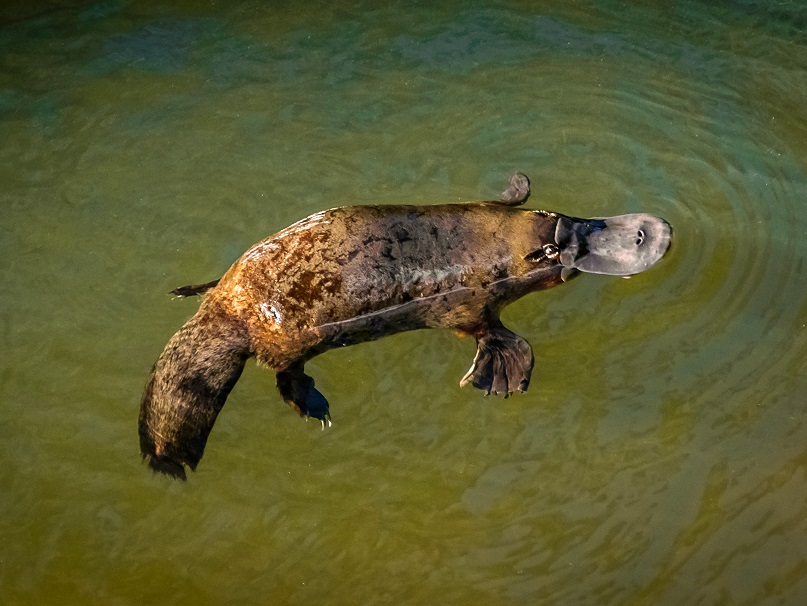 Waterfalls & Wildlife