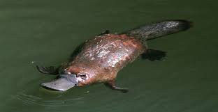 Eungella Wild Platypus Encounter