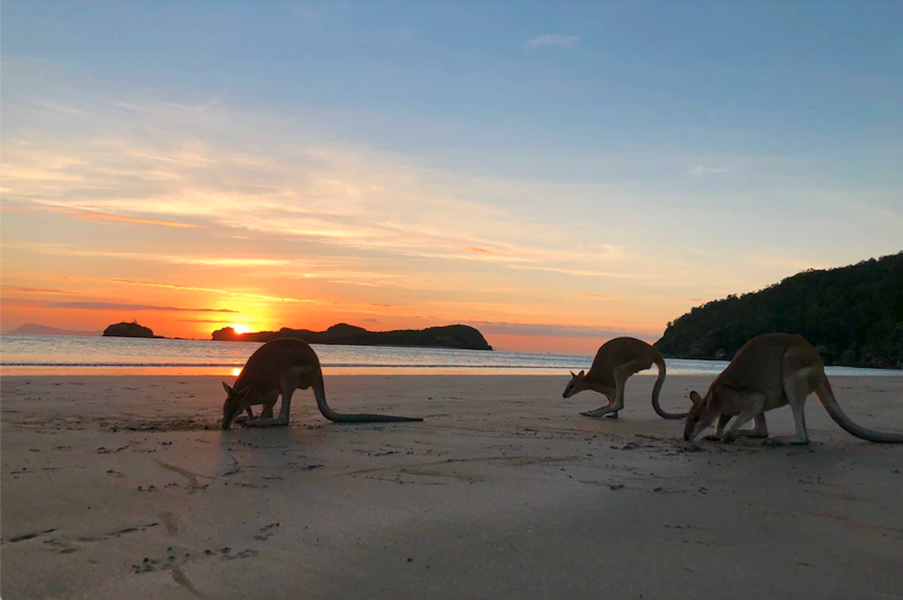 Kangaroos on the Beach Tour