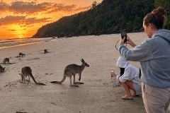 Kangaroos on the Beach at Sunrise