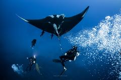 Socorro Dive Trip 2026