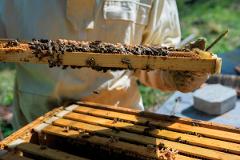 Beehive Dive & Honey Tasting