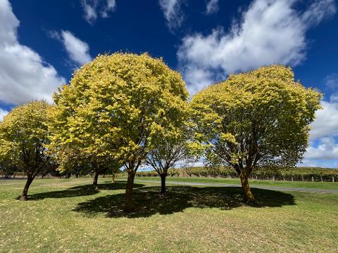 Adelaide_Wine_Tours