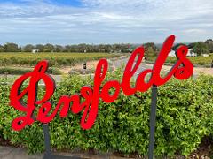 Penfold's Heritage Experience - Including Adelaide Hills Shaw & Smith and Bird In Hand.
