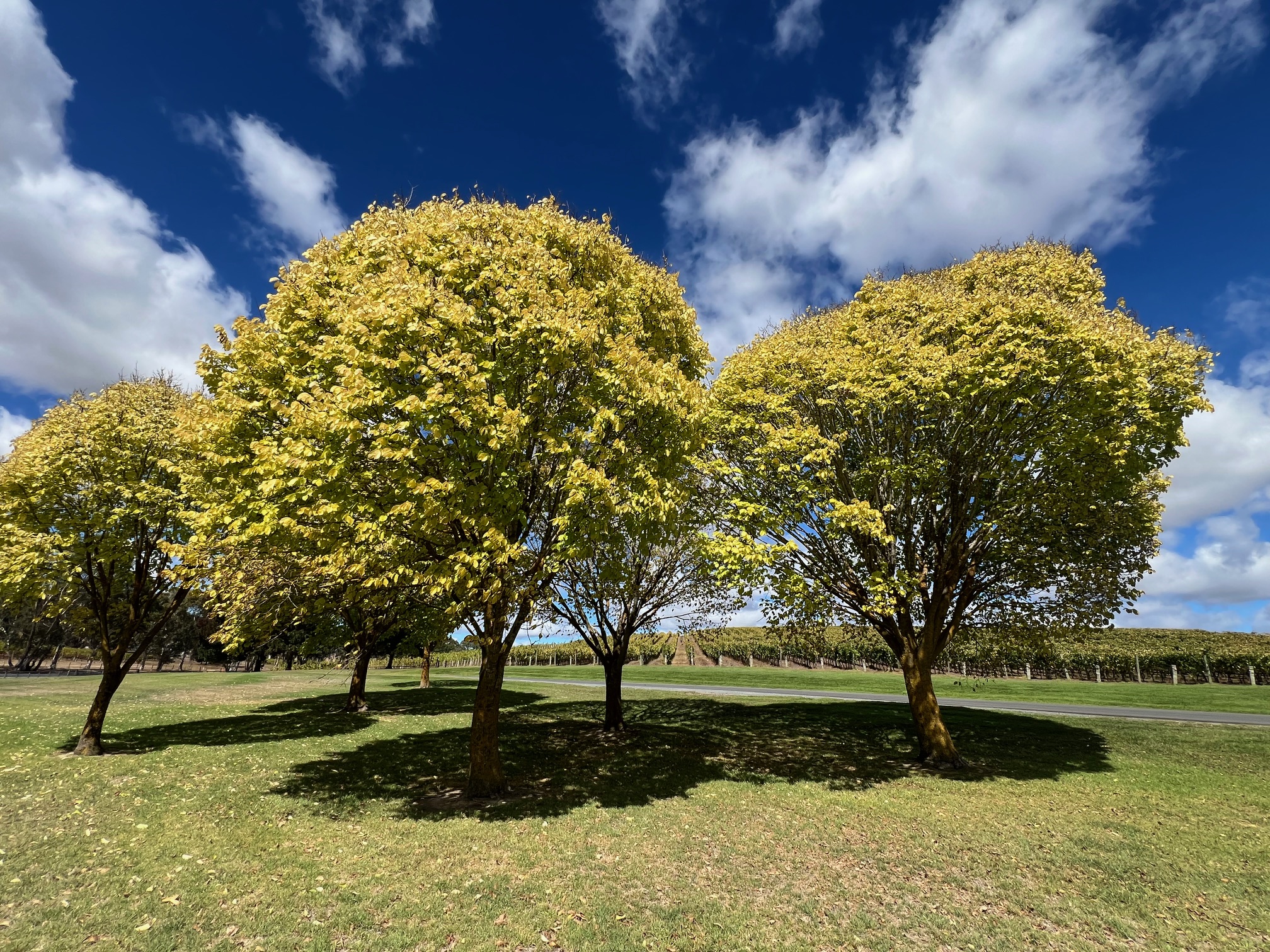 Chauffeur with vehicle service Adelaide