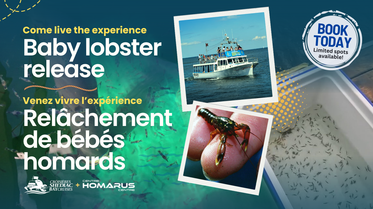 Homarus Baby Lobster Release