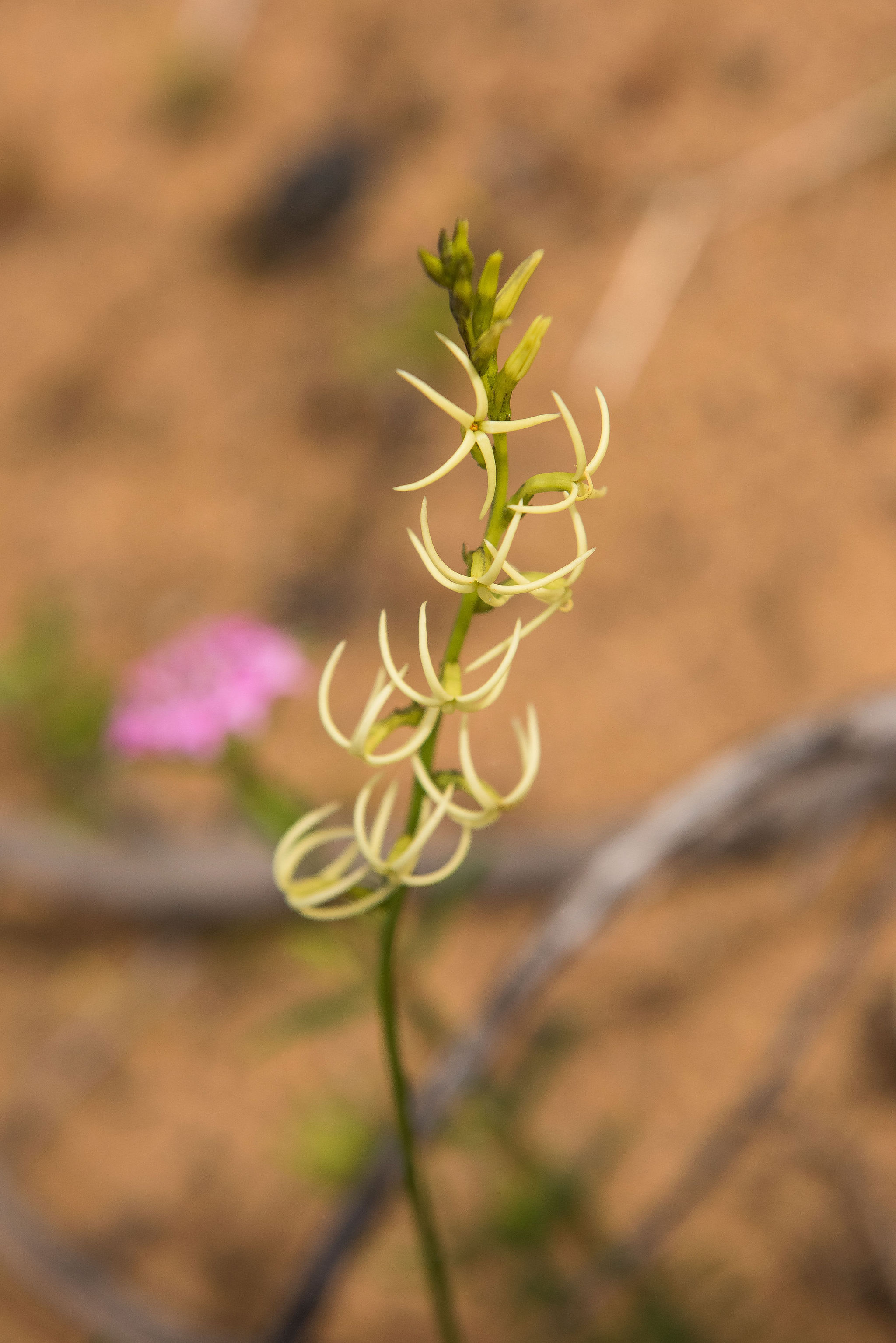 Cape2Camp In A Nutshell