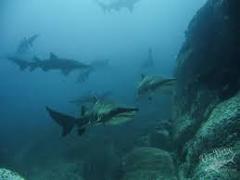 Double Boat Dive Nelson Bay