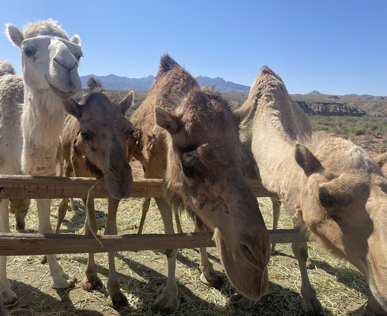 Camel Safari Zoo Las Vegas Experience with Luxury Bronco Rental