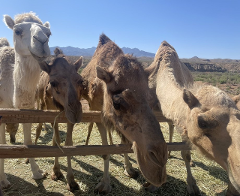 Camel Safari Zoo Experience with Luxury Bronco Rental