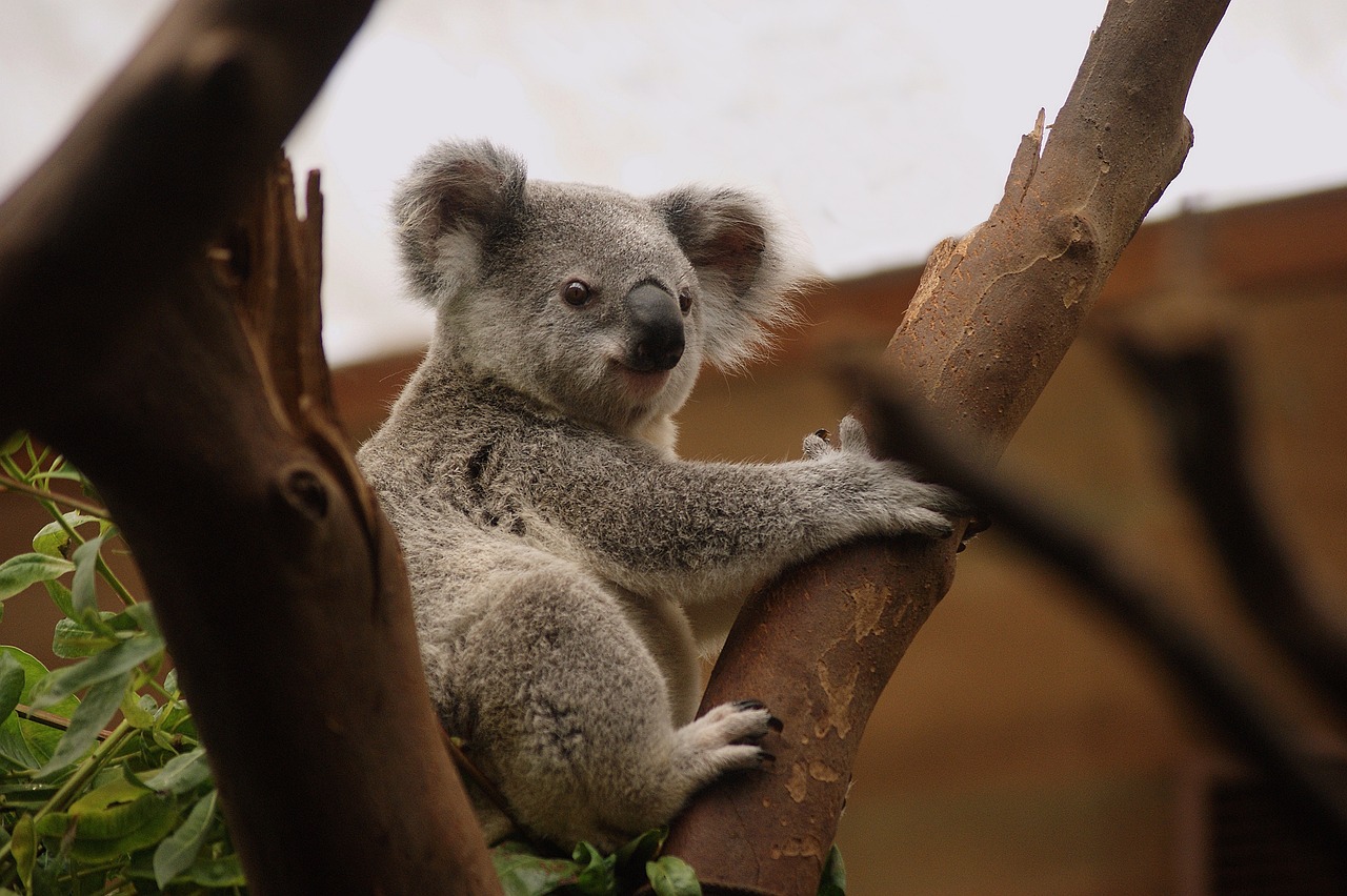 Koalas by night experience - Private Tour