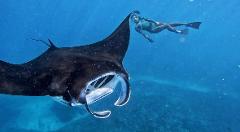 Private Snorkeling Trip - Nusa Lembongan