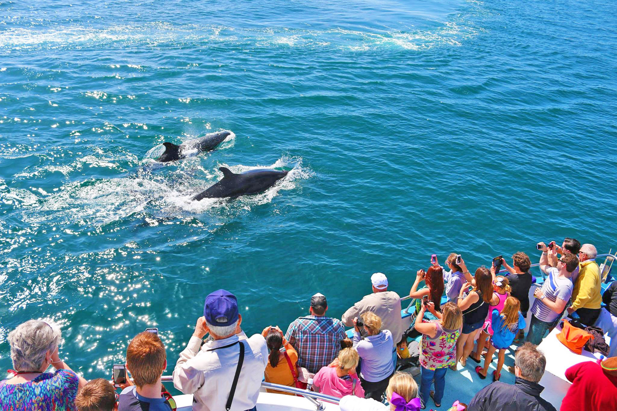 whale watching dolphin cruise