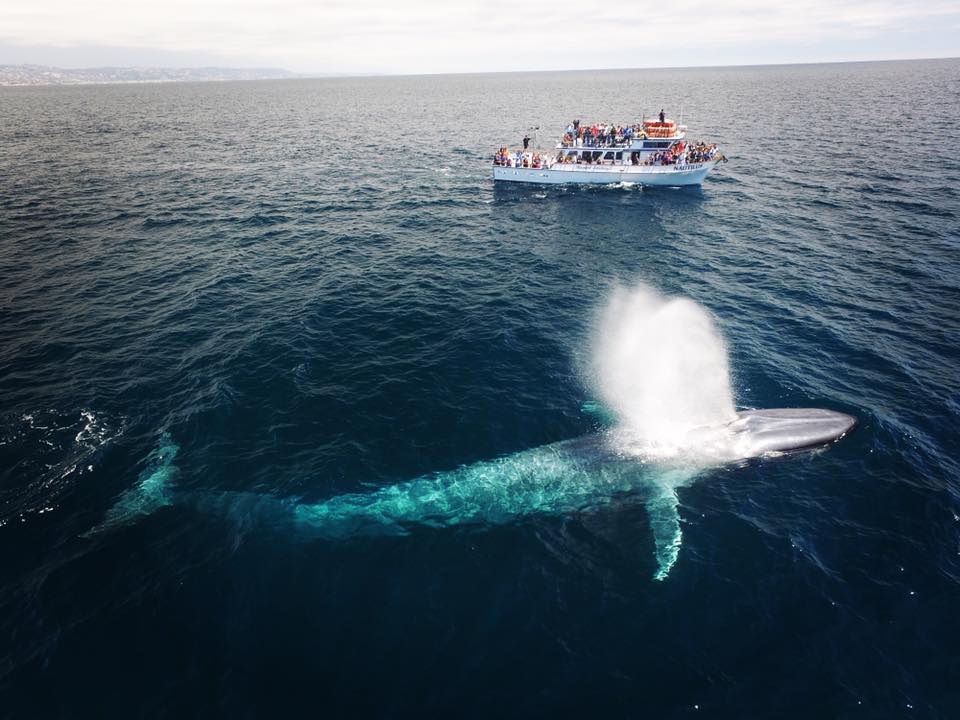 Whale Watching & Dolphin Cruise - Los Angeles Visitors - Davey's Locker ...