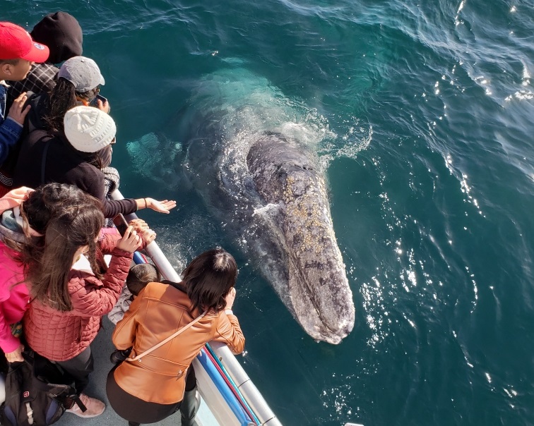 EDU Special Whale & Dolphin Cruise - Newport Beach