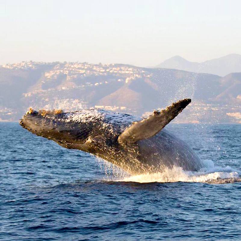 Whale Watching & Dolphin Cruise - School Field Trip