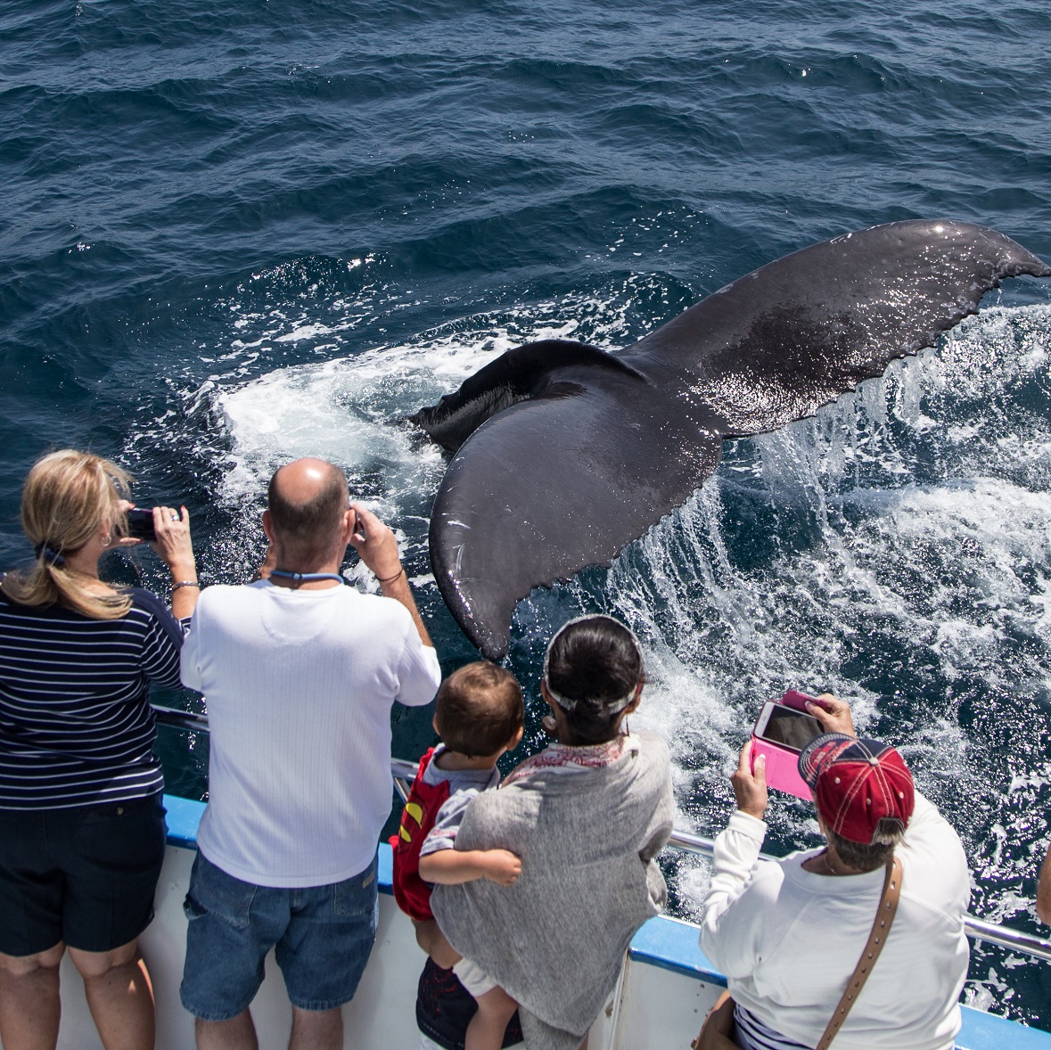 $13.00 Whale & Dolphin Cruise - Newport Beach
