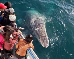 $16 Student Whale & Dolphin Cruise Discount