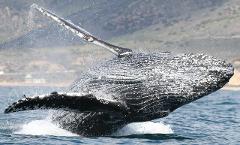 $20 California Whale Watching & Dolphin Cruise - Newport Beach