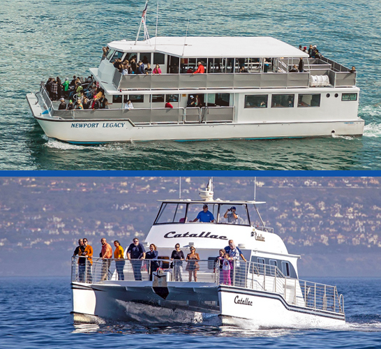 Luxury Whale Watching - Balboa Island - Fewer People, Extra Speed, Expert Staff 